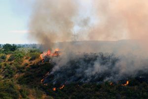 VIDEOS| Onemi declara Alerta Roja por grave incendio en el Jardín Botánico de Viña del Mar