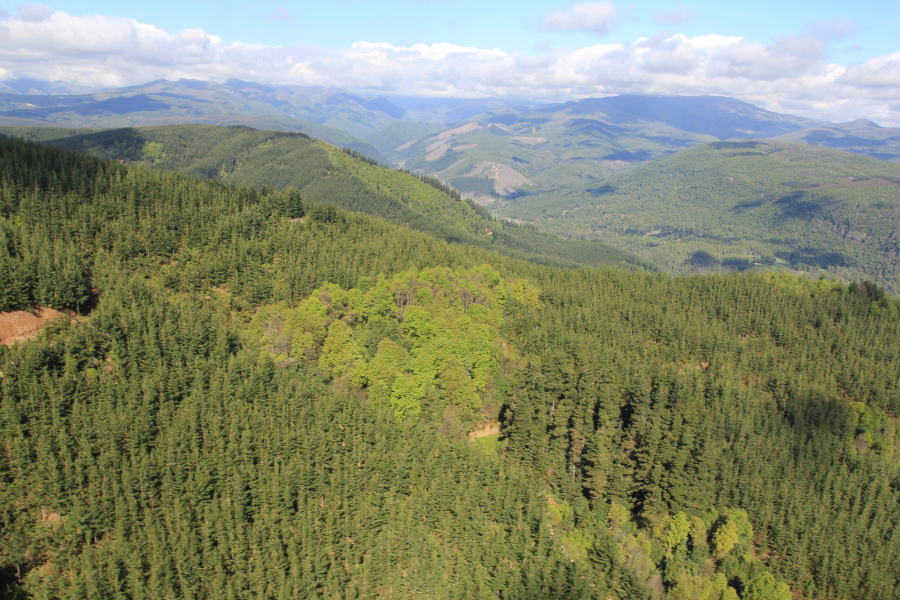 Monocultivos de pino y eucalipto: el gran combustible para el fuego en el sur de Chile
