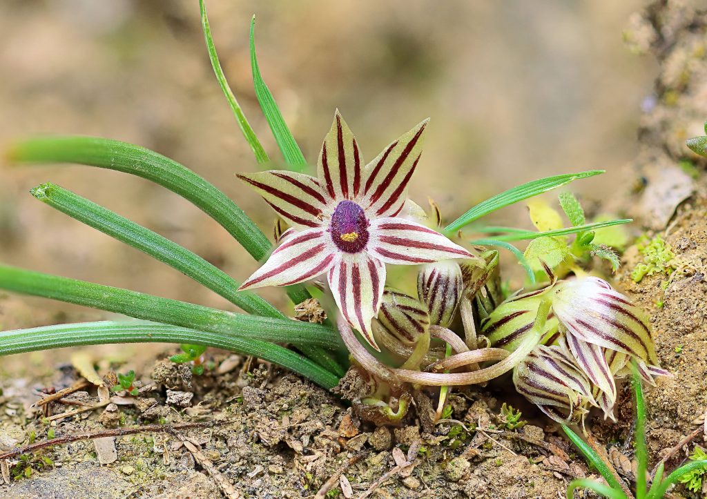 Descubren dos nuevas plantas endémicas de la zona central de Chile