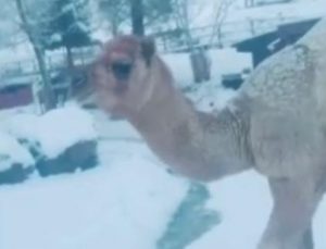 VIDEO| Esta fue la reacción de un camello al conocer la nieve por primera vez