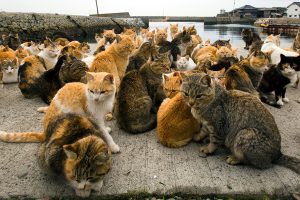 VIDEO| Descubre la "Isla de los Gatos", la cual tiene seis felinos por cada habitante