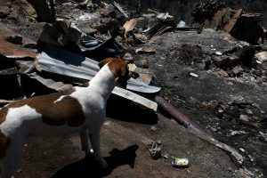 Incendios: Diputada solicita al gobierno crear brigada de rescate animal