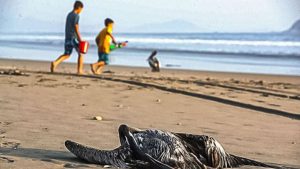 Influenza aviar en Chile: Advierten que podría generar gran impacto en fauna silvestre