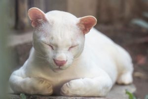 VIDEO| Aparece el primer ocelote albino: ¿Por qué preocupa a los científicos?
