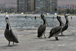 Influenza aviar llega a Región de Valparaíso: Pelícano es encontrado en una playa