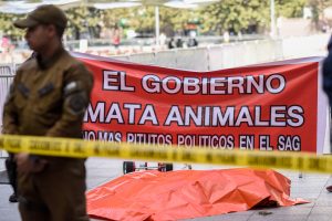 VIDEO| Impactante: Zoológico protesta frente a La Moneda con un león muerto