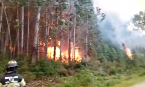 Incendio forestal en Paillaco: Alcalde pide a autoridades decretar zona de catástrofe