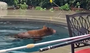 VIDEO| Un oso se mete en la piscina de una casa en California