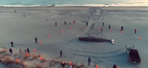 VIDEO| Las imágenes aéreas de una ballena jorobada varada en una playa de Nueva Jersey