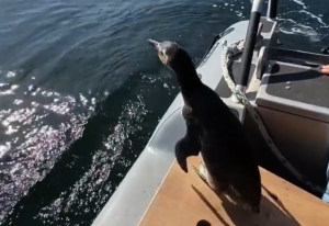 VIDEO| Pingüino magallánico vuelve al mar tras dos meses de rehabilitación