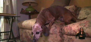 VIDEO| Paciente hospitalizado recibe la visita de su perrito y se vuelve tendencia en redes