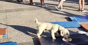 VIDEO| Perro roba pizza durante actividad en Quinta Normal