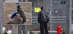 VIDEO| Captan a una paloma portando una pequeña mochila con droga en su interior