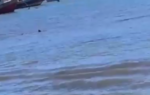 VIDEO| Captan video de un tiburón en playa de Dichato