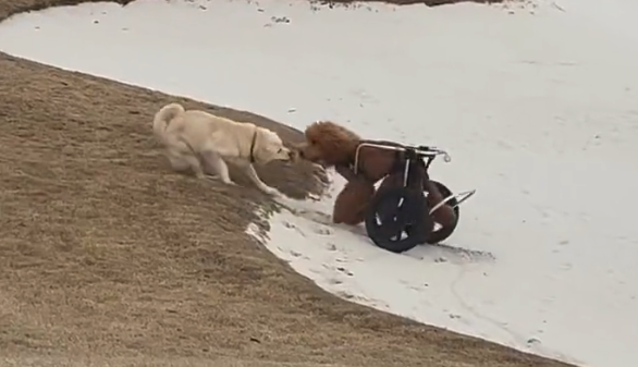 VIDEO| Registro muestra como un perro ayuda a otro en silla de ruedas