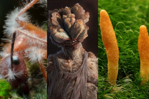 "The Last of Us": ¿Existe realmente el hongo Cordyceps que podría acabar con la humanidad?