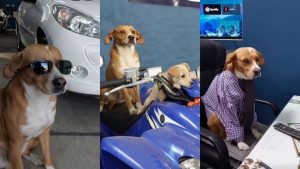 VIDEO| Automotora se vuelve tendencia en redes por tener a perritos como "vendedores"