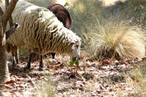 Entrenan a ovejas y cabras para prevenir incendios forestales