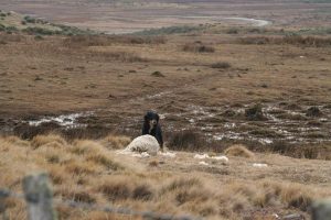 Aumenta transmisión de enfermedades de perros a humanos en la Patagonia