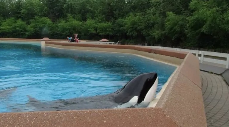 VIDEO| Registro capturó las tristes condiciones de Kiska, la orca más solitaria del mundo