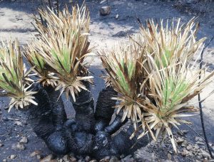 Renacen las palmas chilenas tras incendio forestal de Viña del Mar