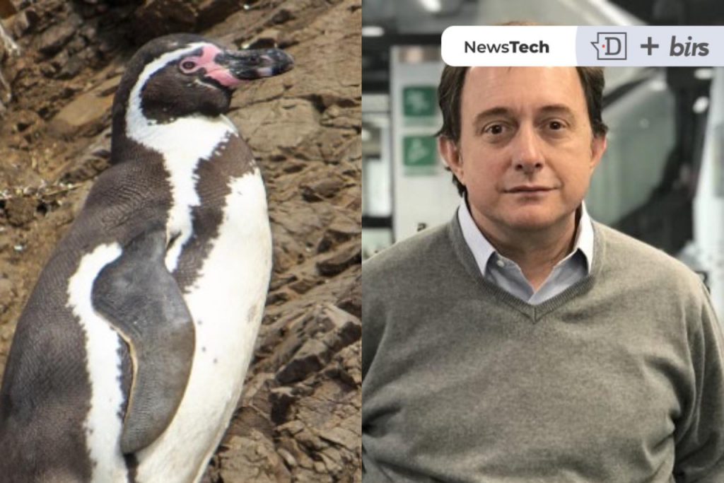 Poduje a favor de Dominga: «Buena noticia para los pingüinos, mala para el 96% de vecinos»