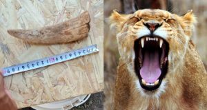 VIDEO| Encuentran los restos más completos de un tigre dientes de sable en Argentina
