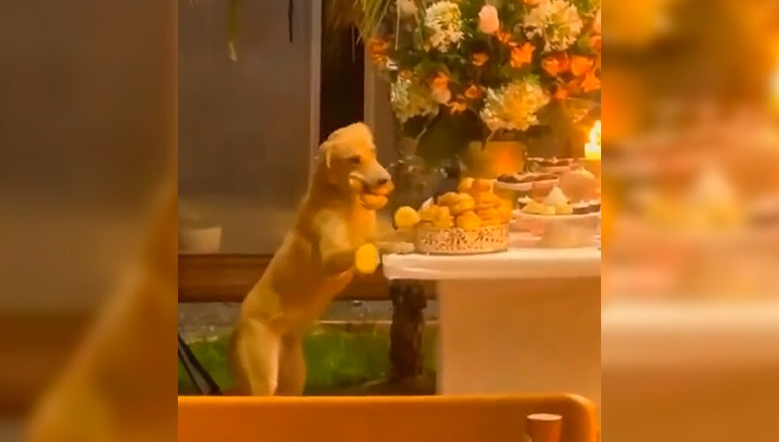 VIDEO| Perrito se hace viral en redes por robar comida mientras todos "carreteaban" en un matrimonio