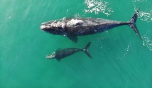 Día mundial de la ballena: valor ecoturístico de los grandes cetáceos en su paso por Chile