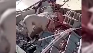 VIDEO| Perro intenta alimentar a su dueño atrapado en escombros tras terremoto en Turquía