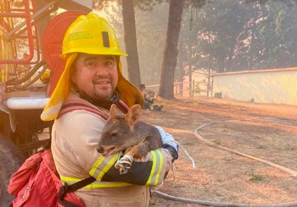 Bomberos logra rescatar con vida a pudú que escapaba del incendio forestal en Florida