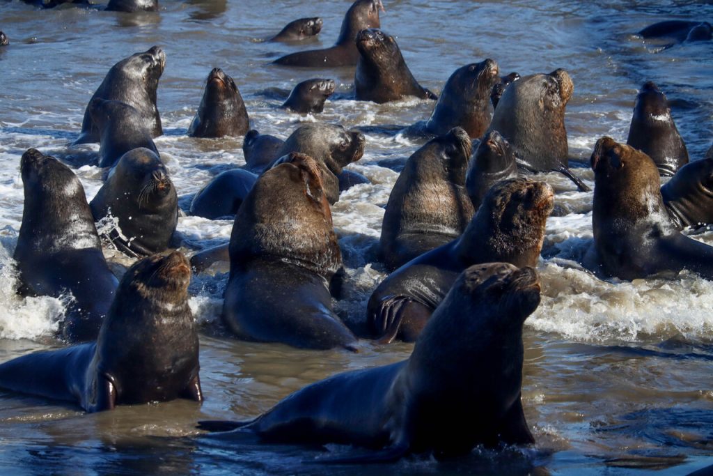 Preocupación en Chile: Se registra primer contagio de influenza aviar en lobo marino