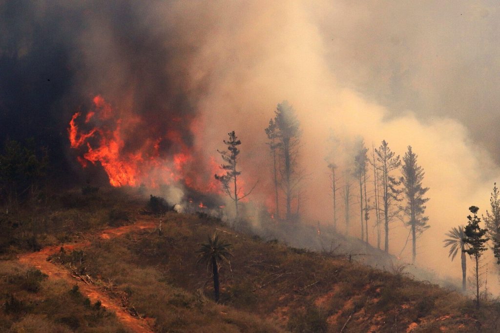 Cambio climático y monocultivos: Chile es escenario ideal para mega incendios forestales