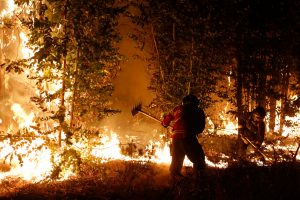 Mega incendios: Piden al Gobierno de Boric acabar con actual modelo forestal