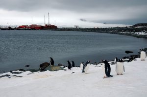 Protocolo ambiental del Tratado Antártico impide explotar petróleo en el continente, aclaran