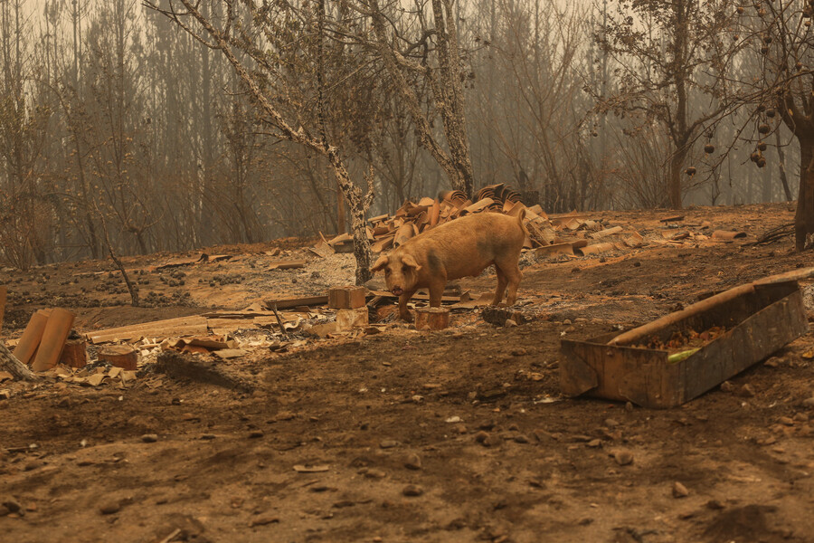 ¿Agroecología contra incendios?: Comprueban en Chile que los suelos fértiles se queman menos