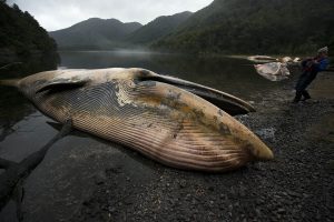 VIDEO| La masiva muerte de ballenas en Chile del 2015 contada por la mujer que las descubrió