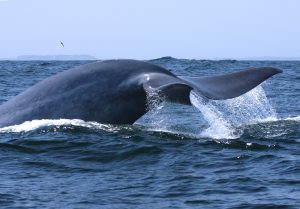VIDEO| ¿Por qué el canto de ballenas azules en Chile es único en el mundo?