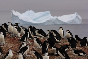 Científicos publican estudio luego de estar veinte años con pingüinos antárticos