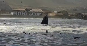 VIDEO| Registro capta una espectacular ballena jorobada en Tocopilla