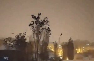 VIDEO| Registro muestra el extraño comportamiento de los pájaros antes del terremoto de Turquía