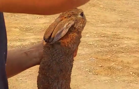 VIDEO| Hombre rescata a conejo de los incendios forestales con hábil técnica