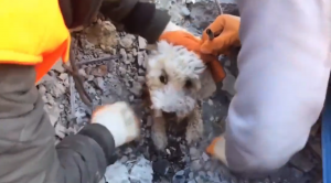 VIDEO| Perro es rescatado bajo los escombros de un edificio en Turquía