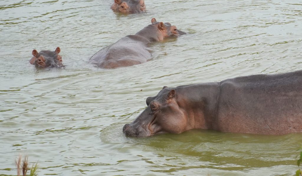 El paraíso colombiano donde los hipopótamos de Pablo Escobar se multiplicaron de 4 a 133