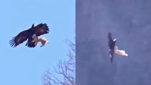 VIDEO| El registro que muestra a un águila llevándose a un perro que es tendencia en redes