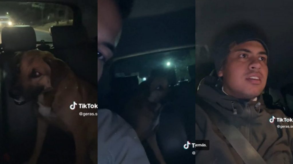 VIDEO| Perro "pidió" un Uber y conductor lo dejó en su casa: "Que siga el mapa, dice"