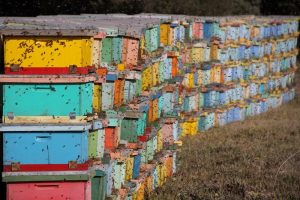Presidente de gremio apícola pide restaurar bosques mielíferos para rescatar las abejas