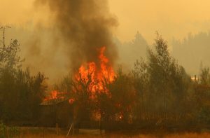 Incendio forestal en Purén: Piden evacuar toda la ciudad e informan 60 viviendas afectadas
