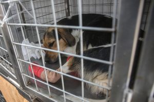 Corte resuelve que “funa” contra clínica veterinaria por maltrato animal fue ilegal