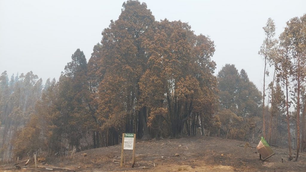 Alerta por bosques nativos en extinción que se quemaron en los incendios